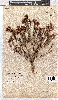 Erica cubica var. cubica image