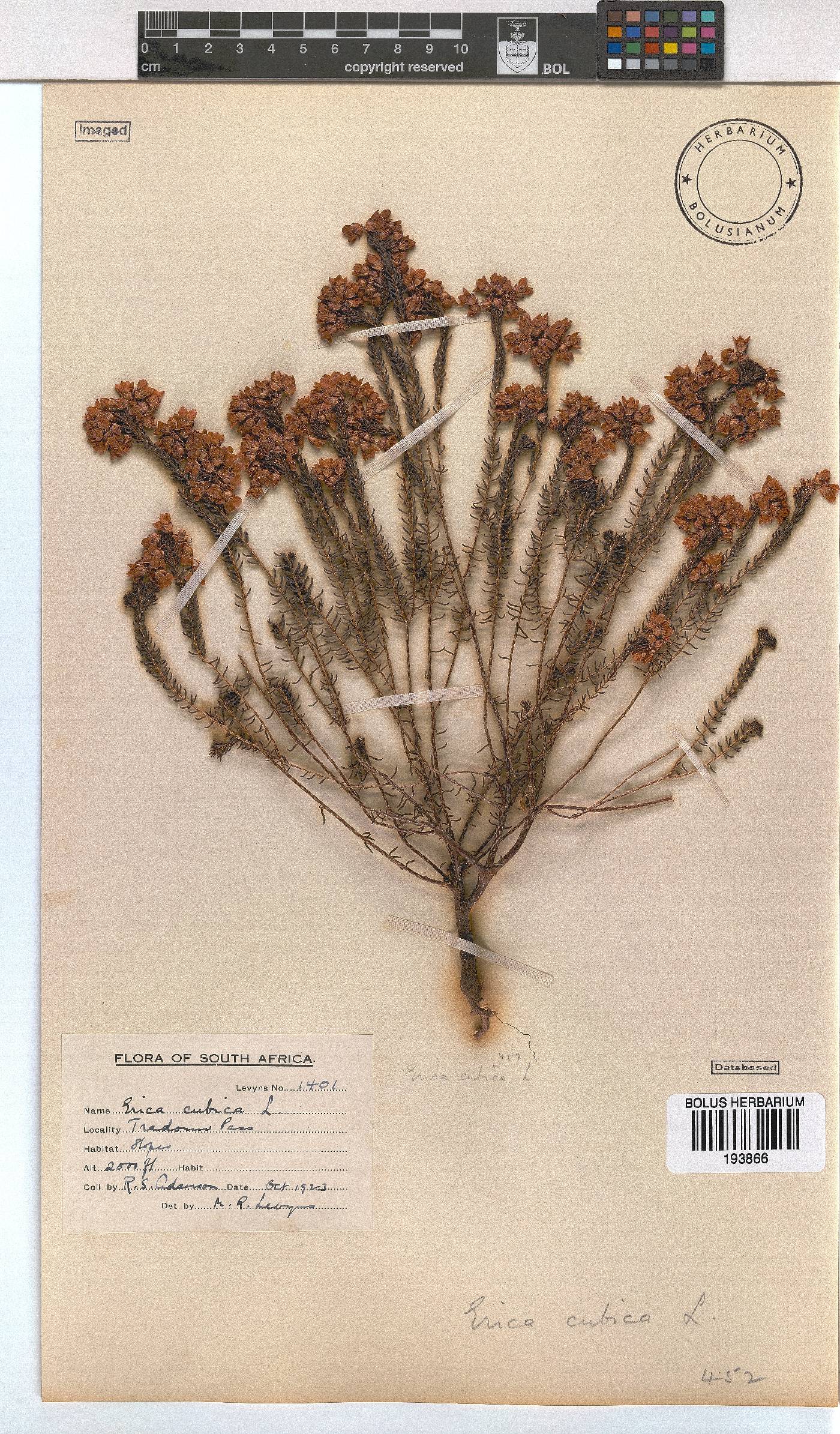 Erica cubica var. cubica image