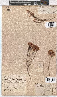 Erica cubica var. cubica image