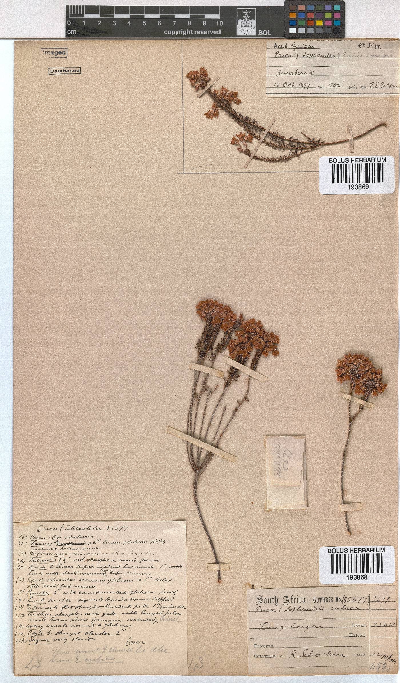 Erica cubica var. cubica image