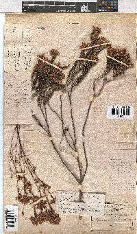 Erica cubica var. cubica image