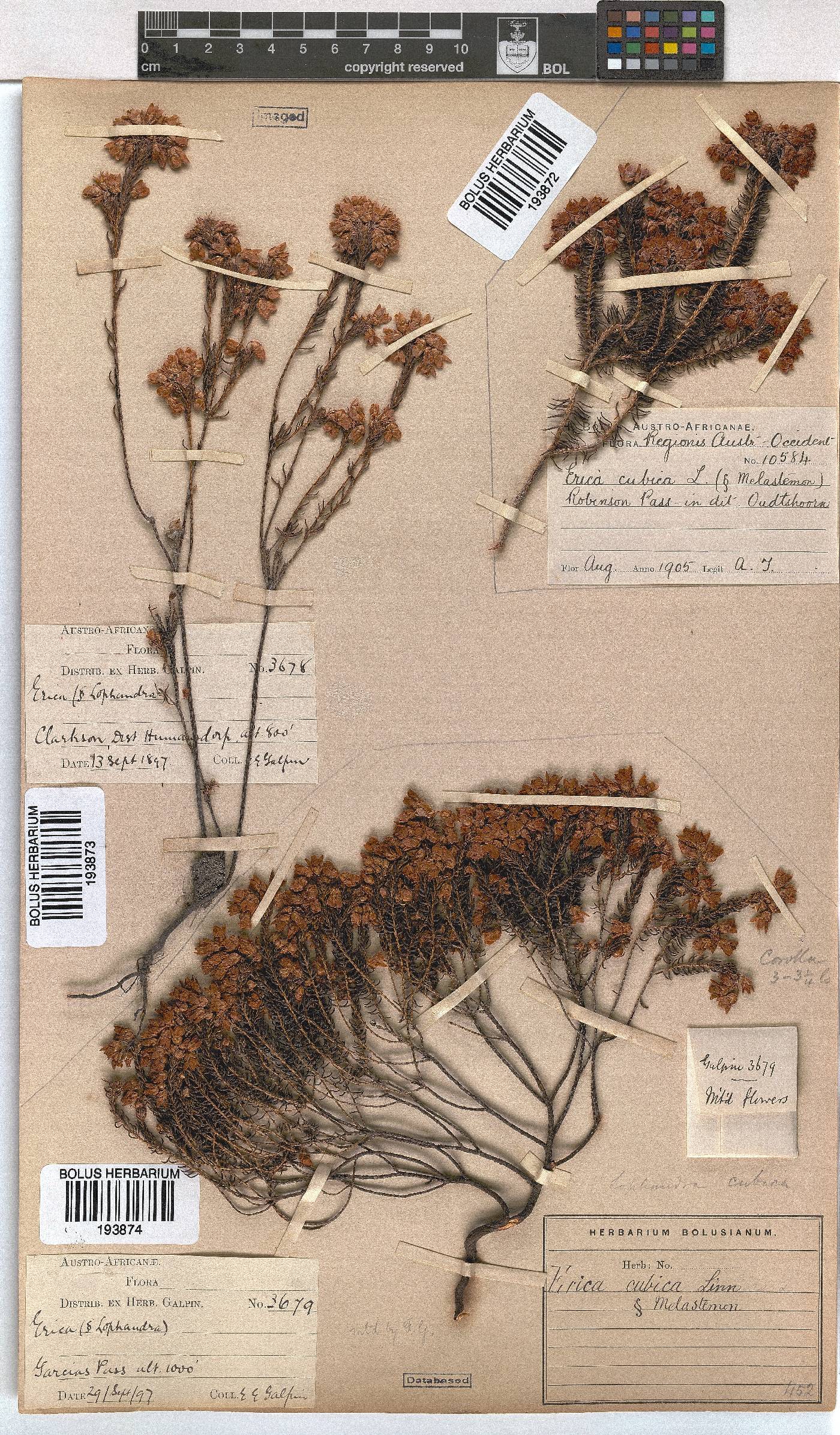 Erica cubica var. cubica image