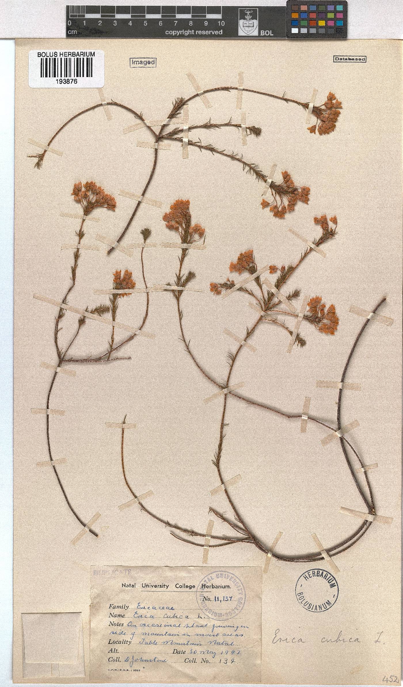 Erica cubica var. natalensis image