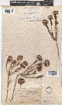 Erica cubica var. natalensis image