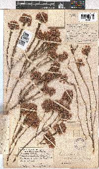 Erica cubica var. natalensis image