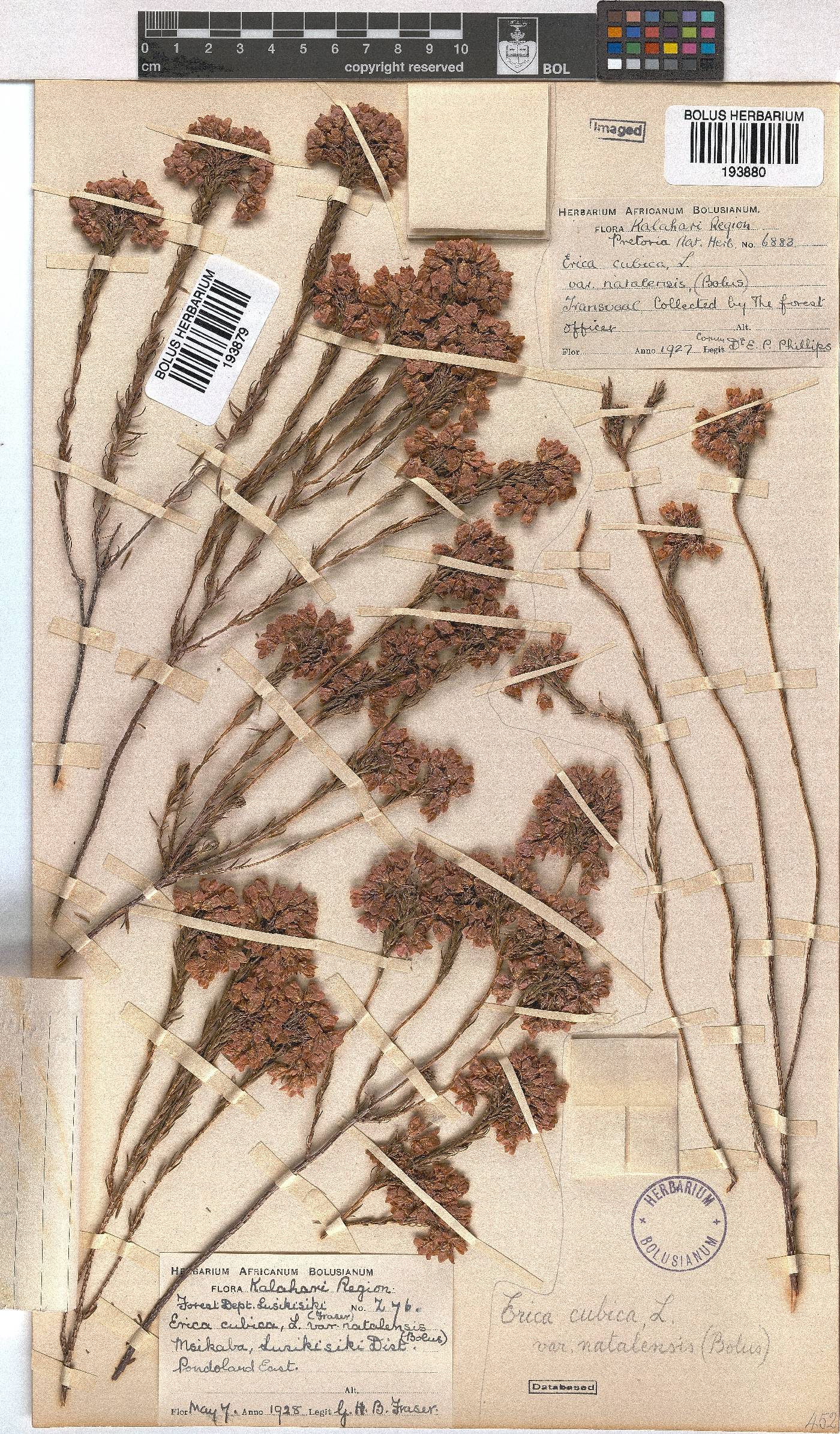 Erica cubica var. natalensis image