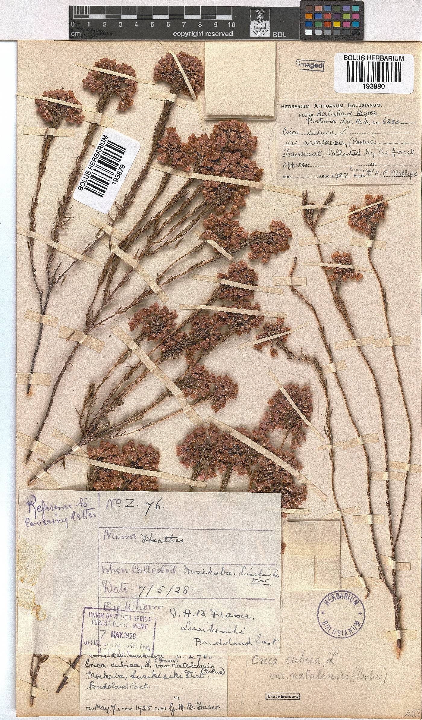 Erica cubica var. natalensis image