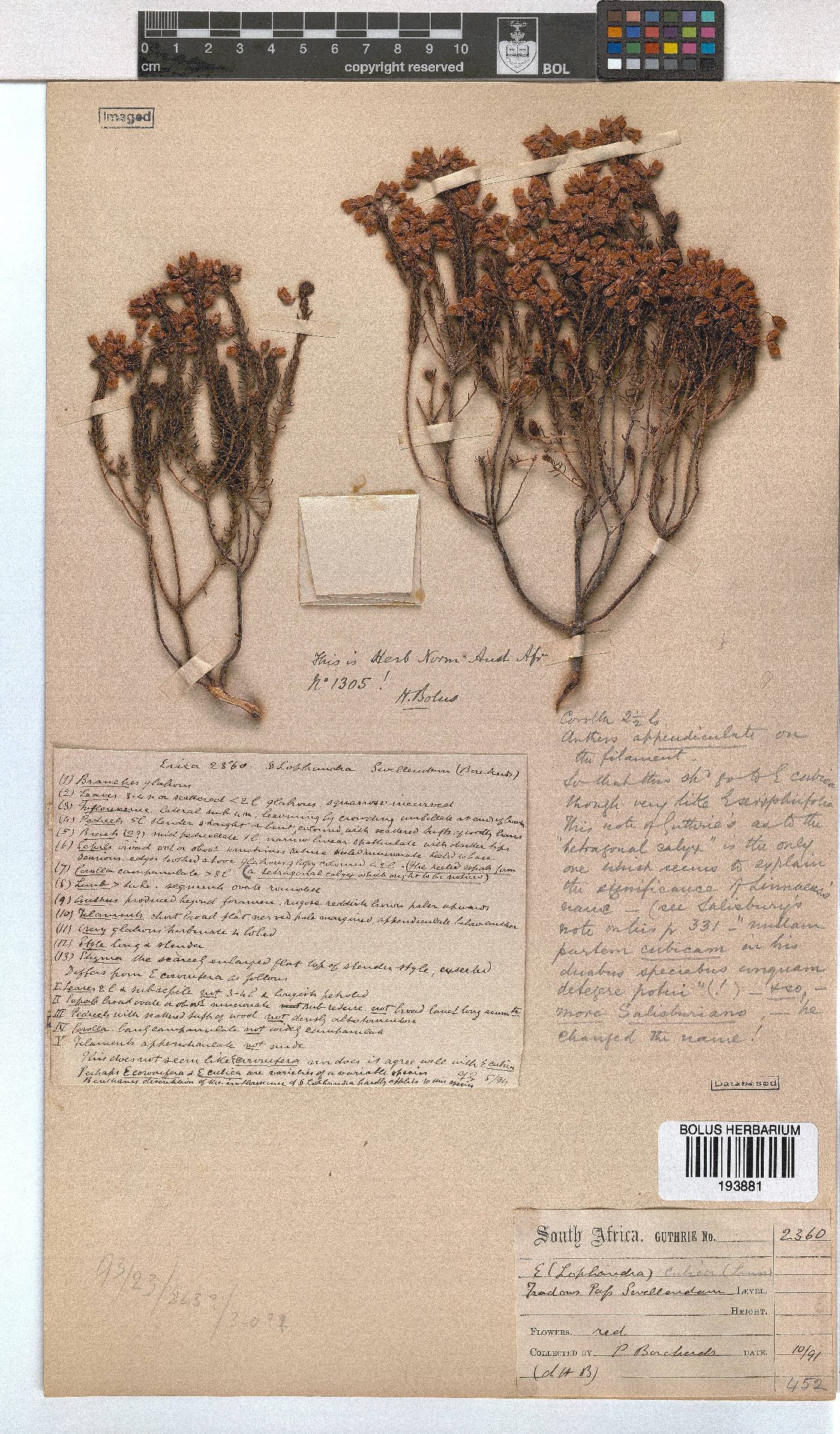 Erica cubica var. coronifera image