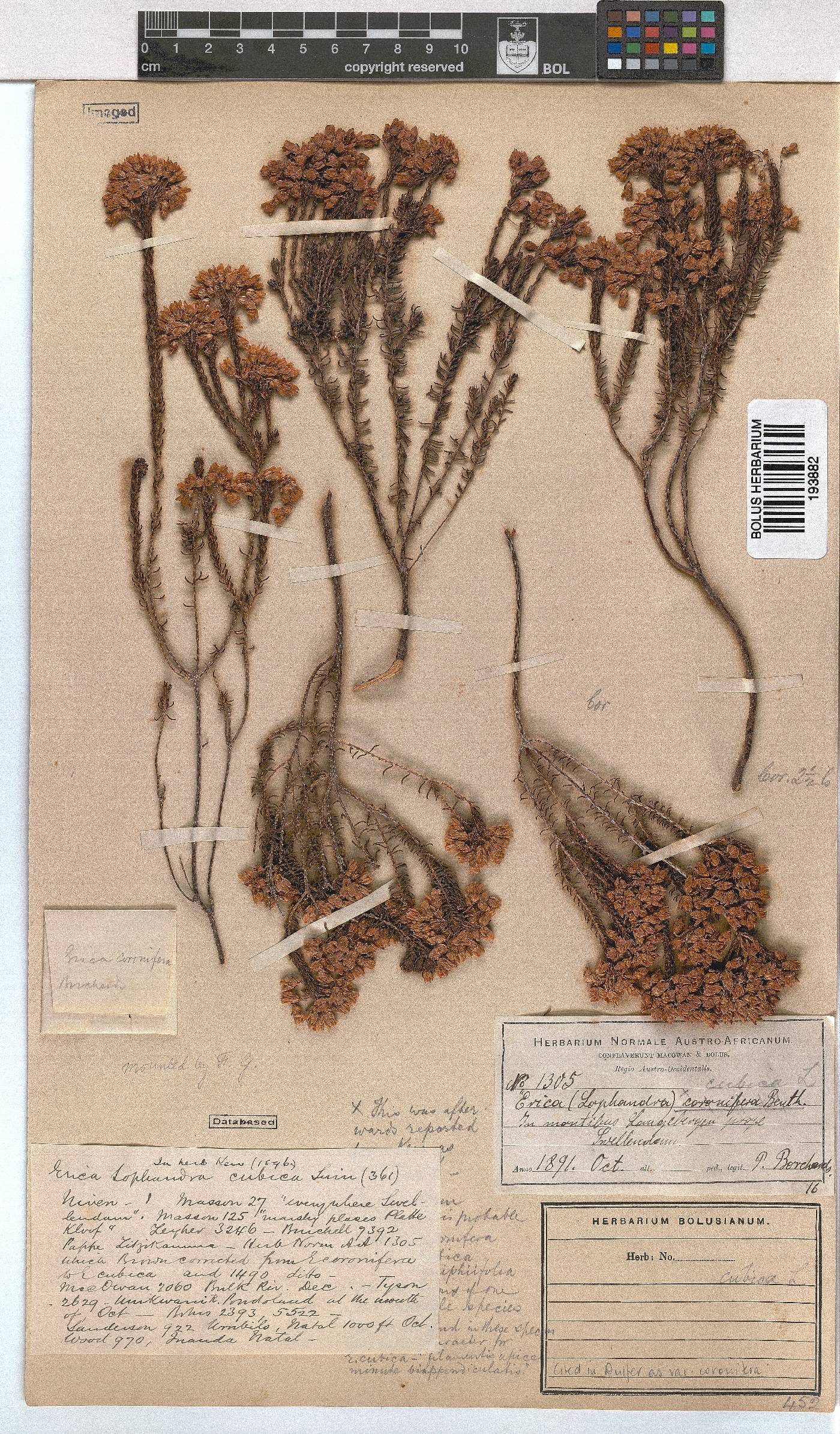 Erica cubica var. coronifera image