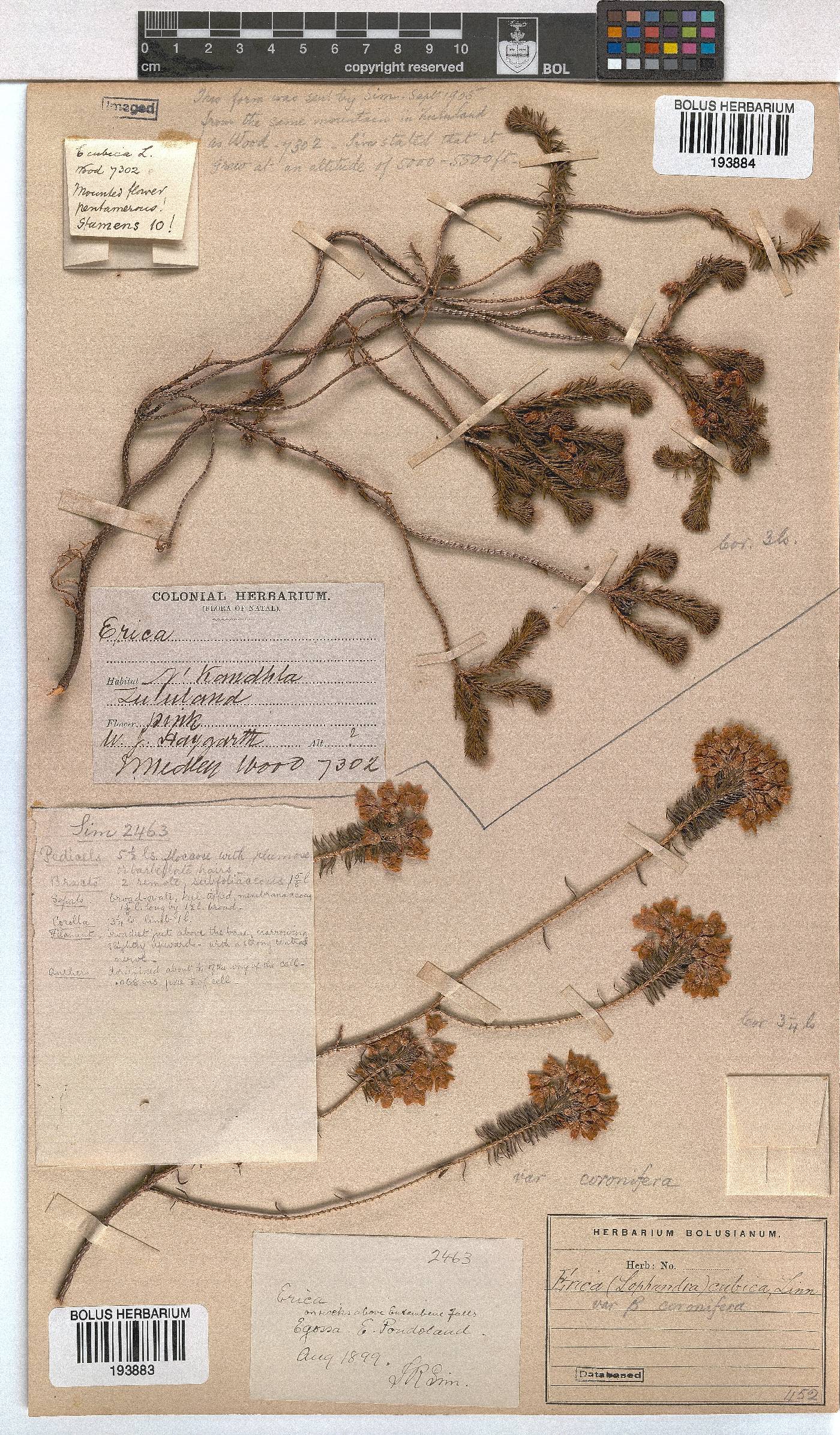 Erica cubica var. coronifera image