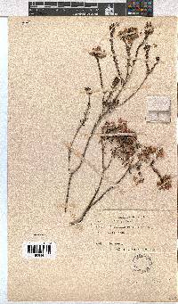 Erica cubica var. cubica image