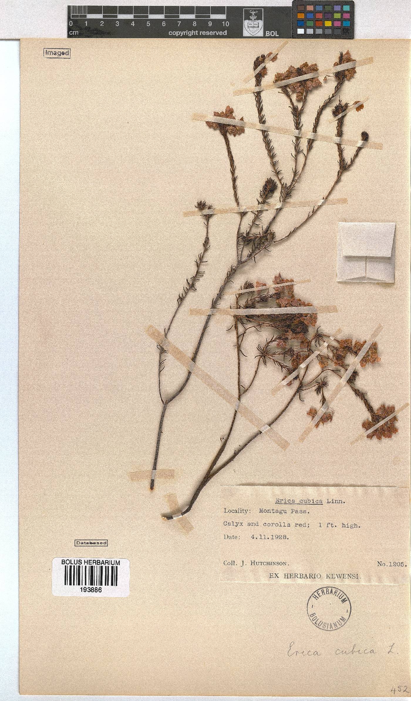 Erica cubica var. cubica image