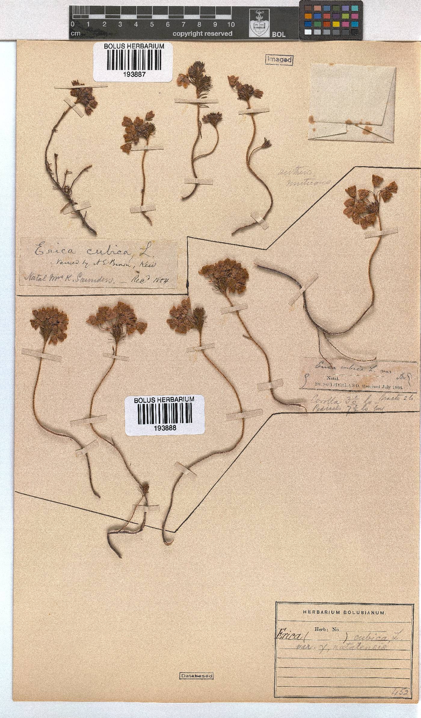 Erica cubica var. natalensis image