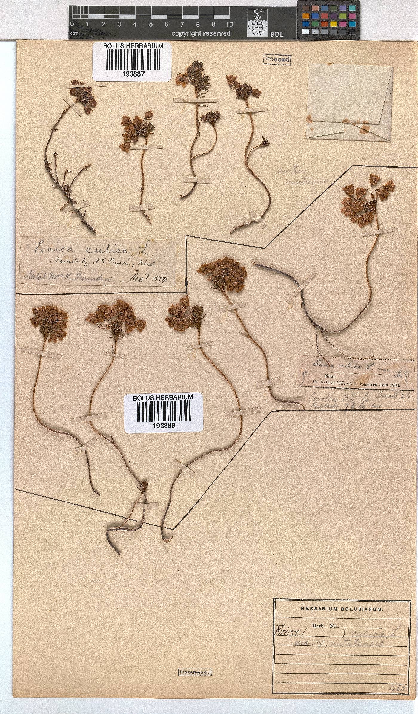 Erica cubica var. natalensis image