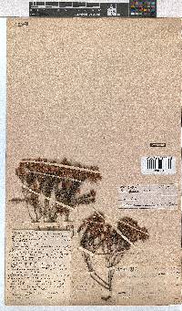 Erica cubica var. cubica image