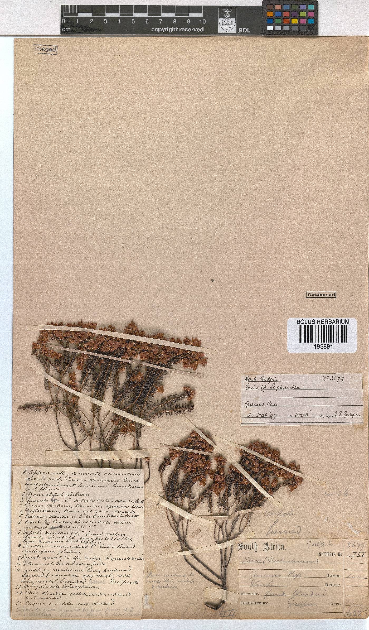 Erica cubica image