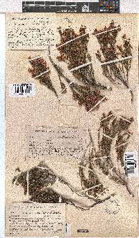 Erica humifusa image