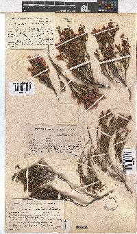 Erica humifusa image