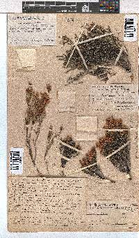 Erica humifusa image