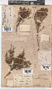 Erica humifusa image