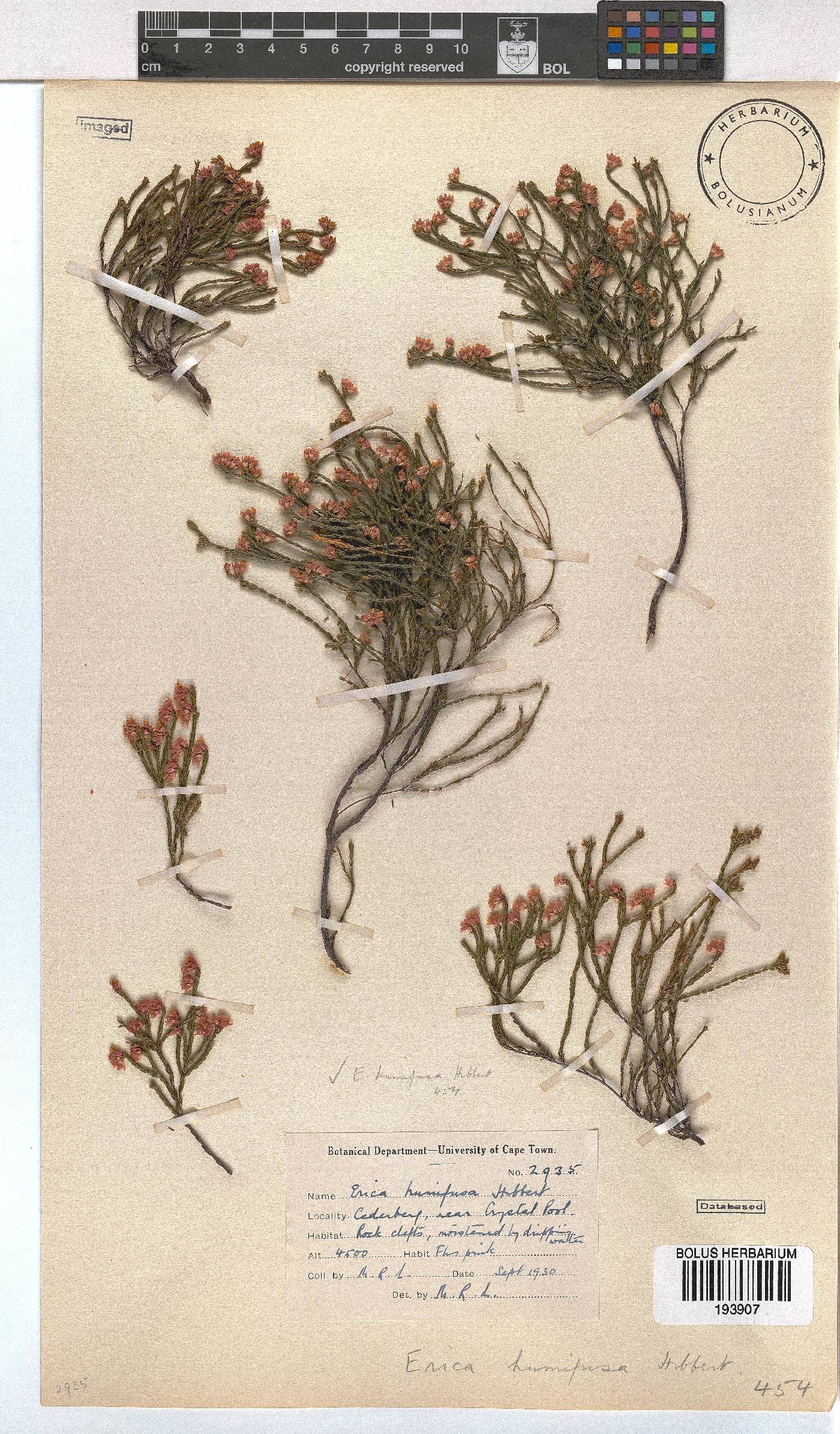 Erica humifusa image