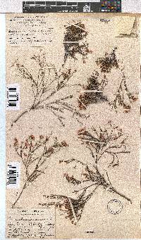 Erica humifusa image