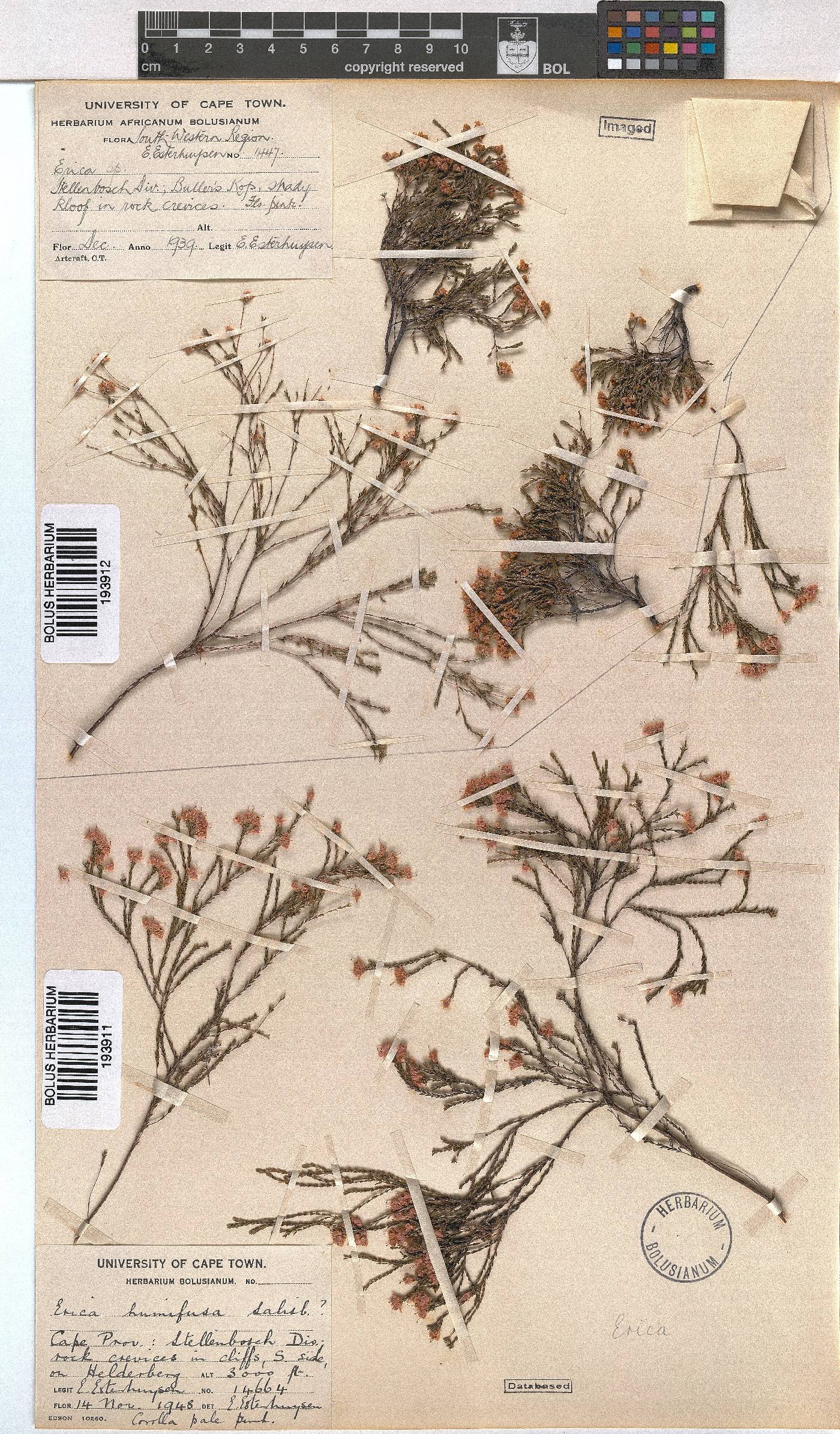 Erica humifusa image