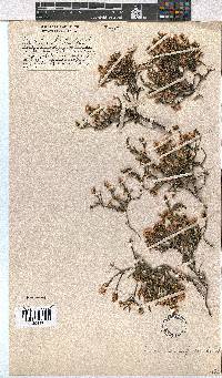 Erica humifusa image