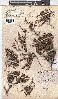 Erica humifusa image