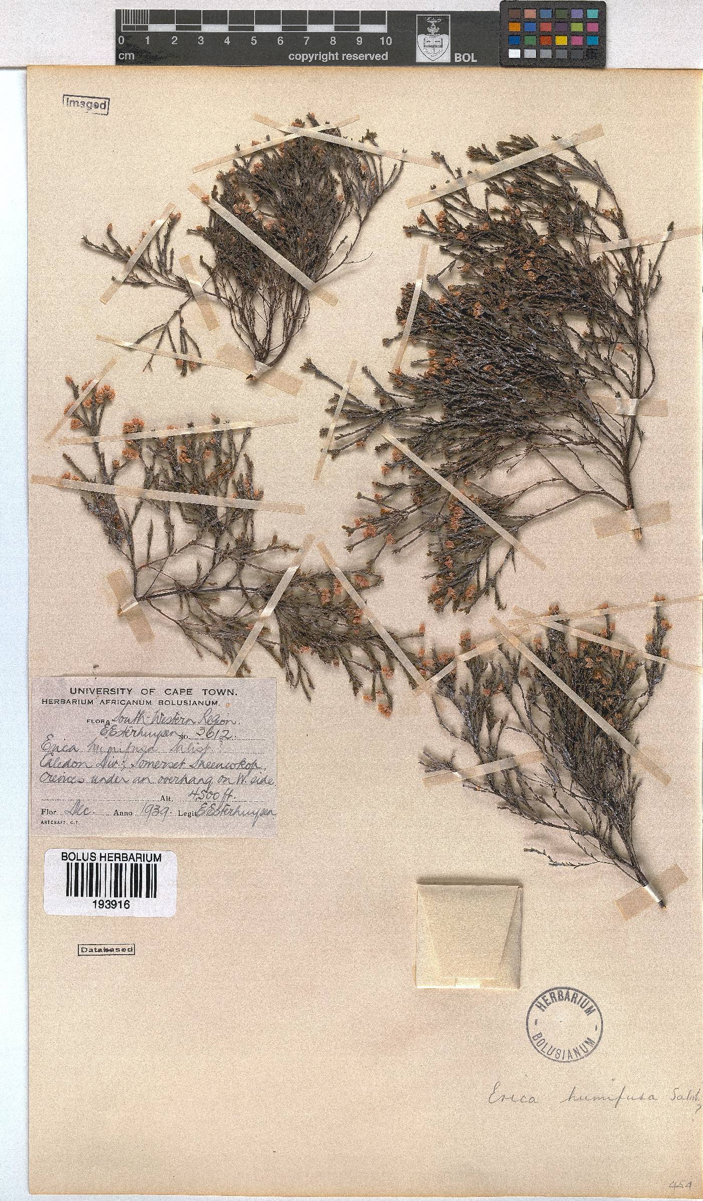 Erica humifusa image