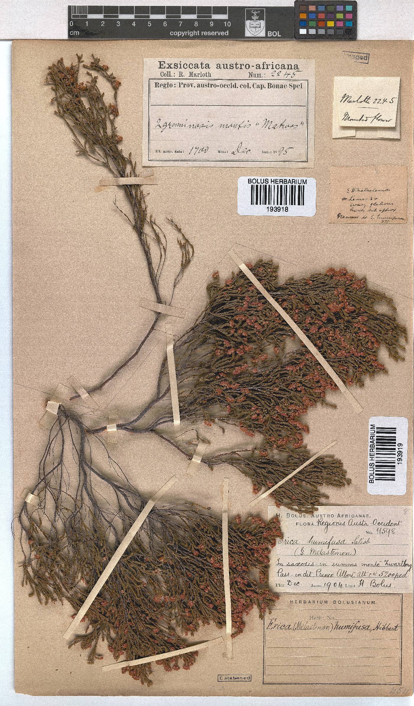 Erica humifusa image