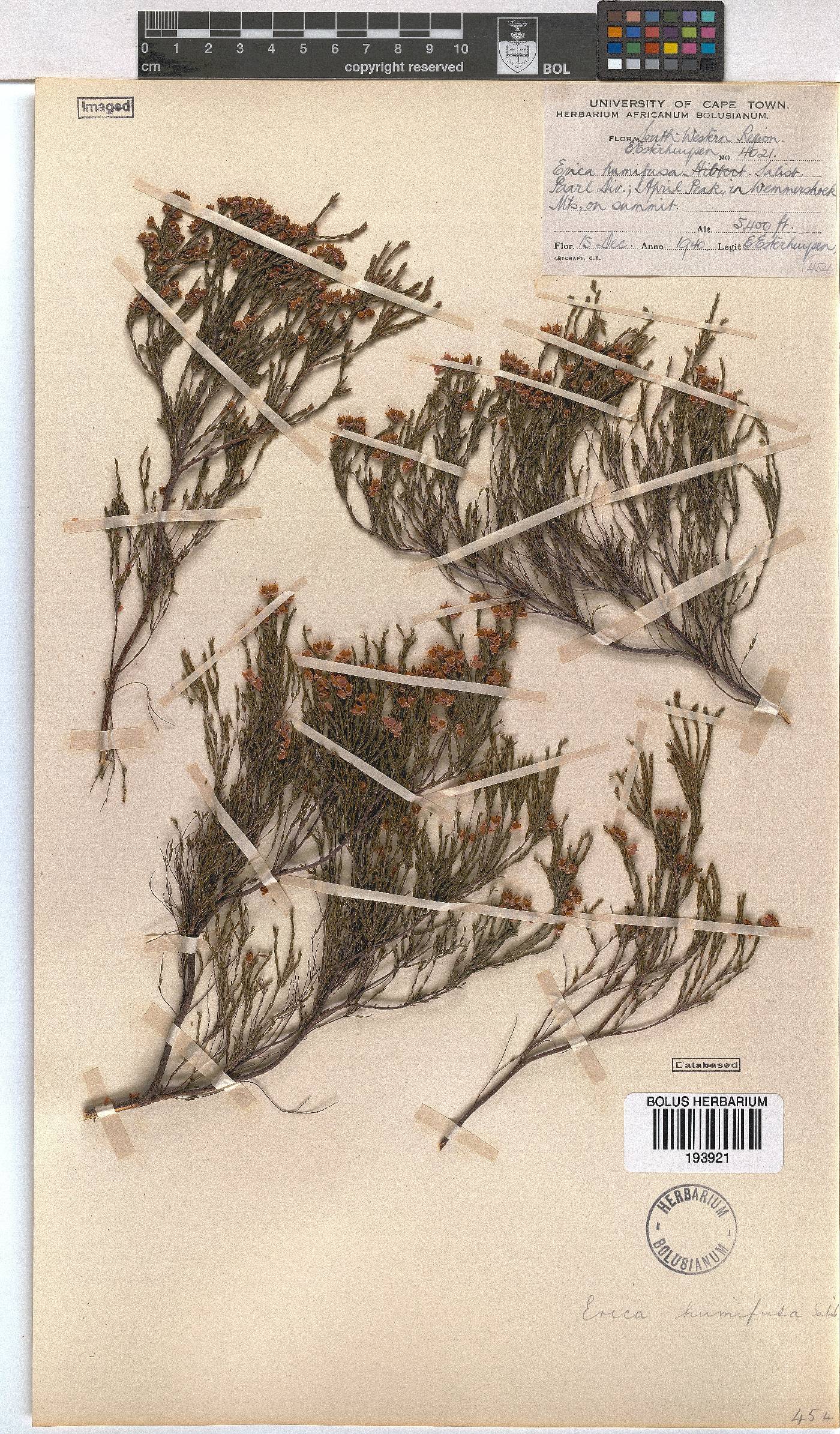 Erica humifusa image