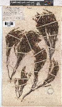 Erica humifusa image