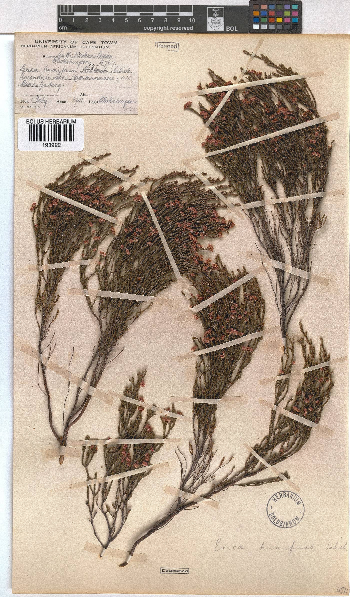 Erica humifusa image