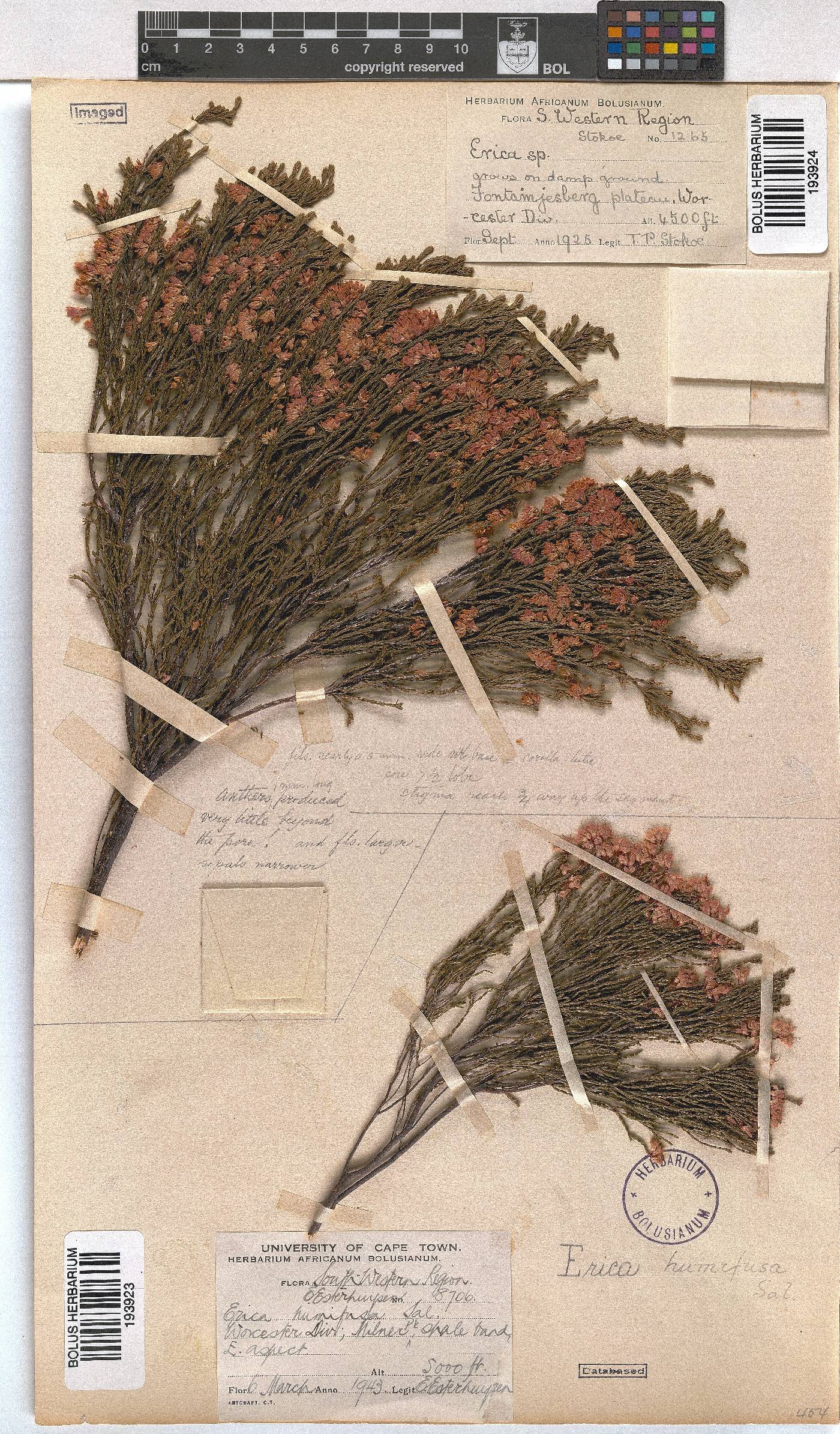 Erica humifusa image