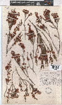 Erica humifusa image