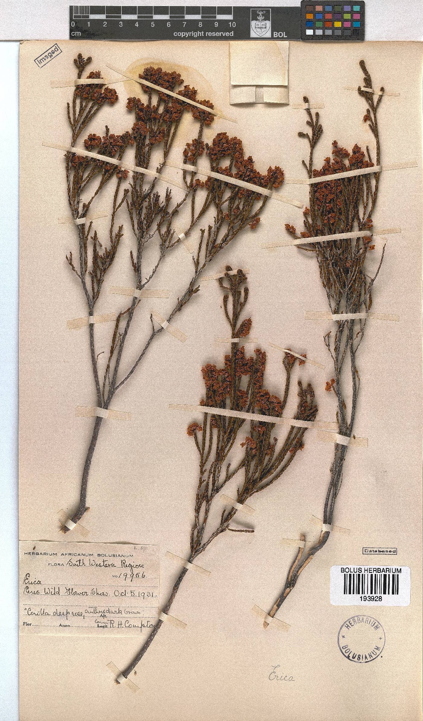 Erica humifusa image