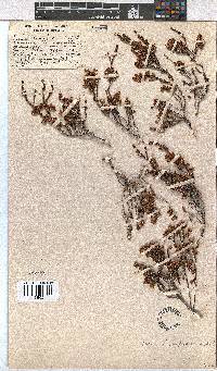 Erica humifusa image