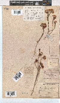 Erica cubica var. cubica image