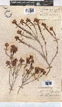 Erica cubica var. cubica image