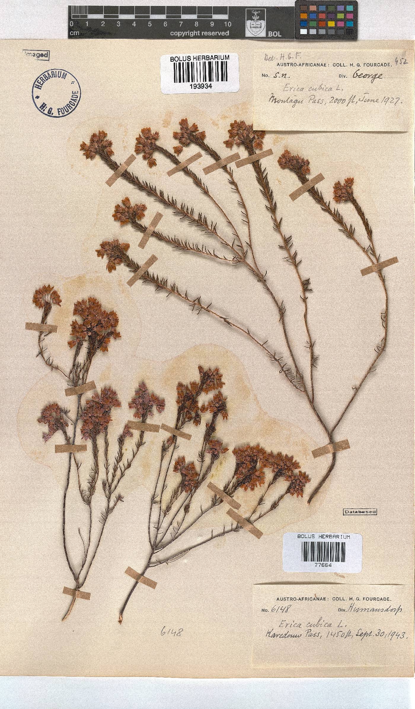 Erica cubica var. cubica image