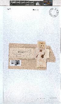 Erica cubica var. cubica image