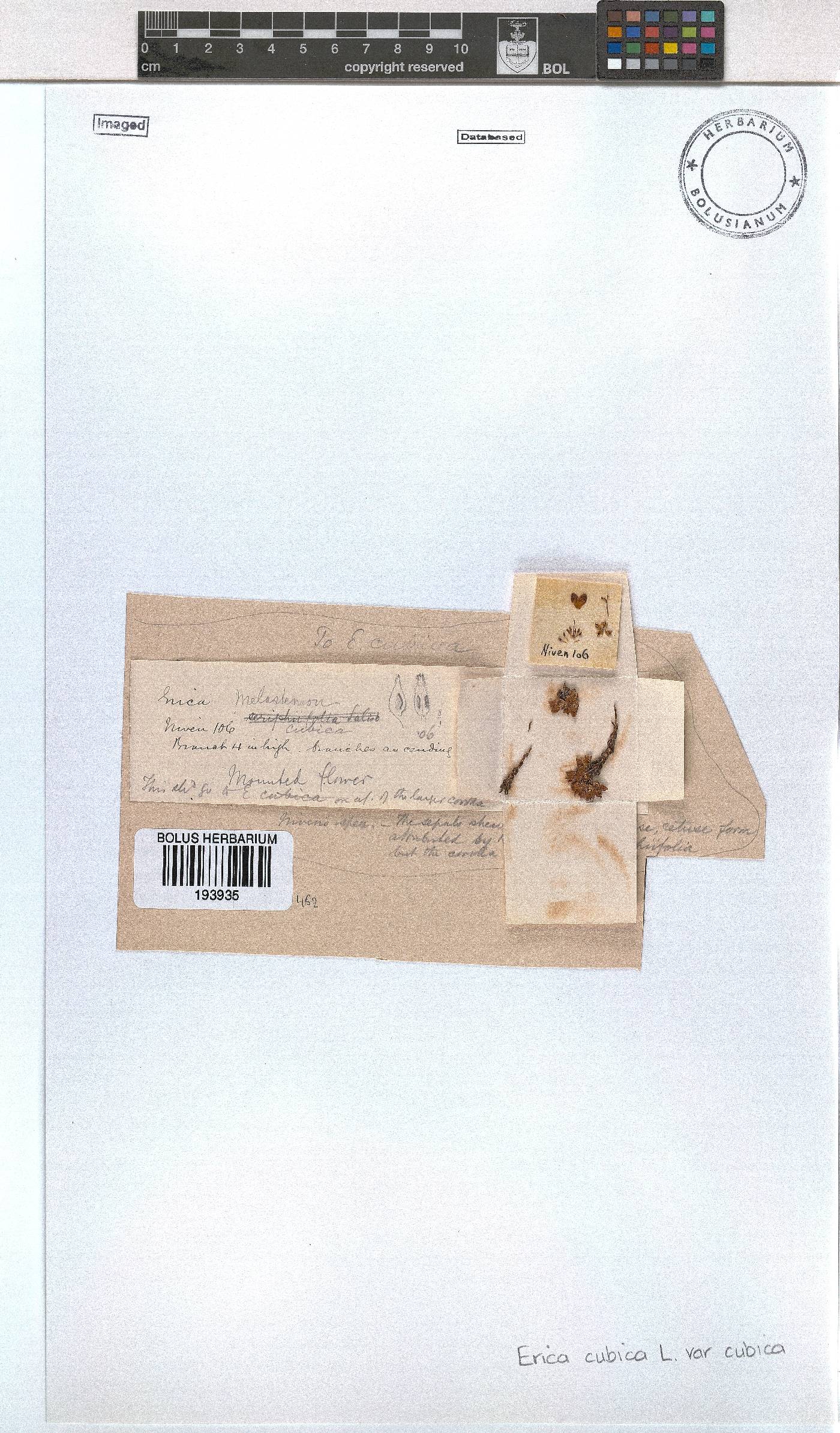 Erica cubica image