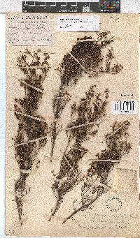 Erica phacelanthera image