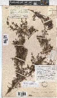 Erica phacelanthera image