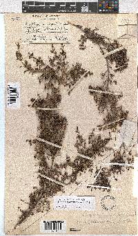 Erica phacelanthera image