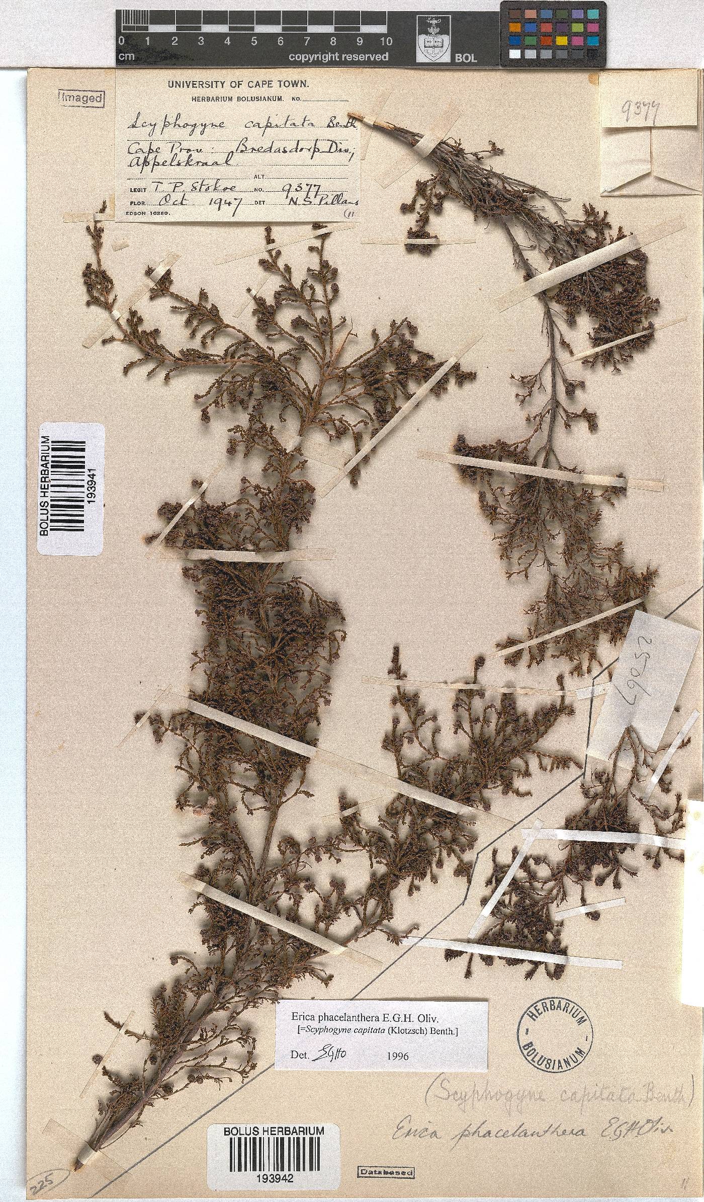 Erica phacelanthera image