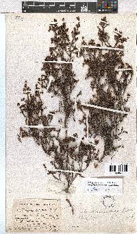 Erica phacelanthera image