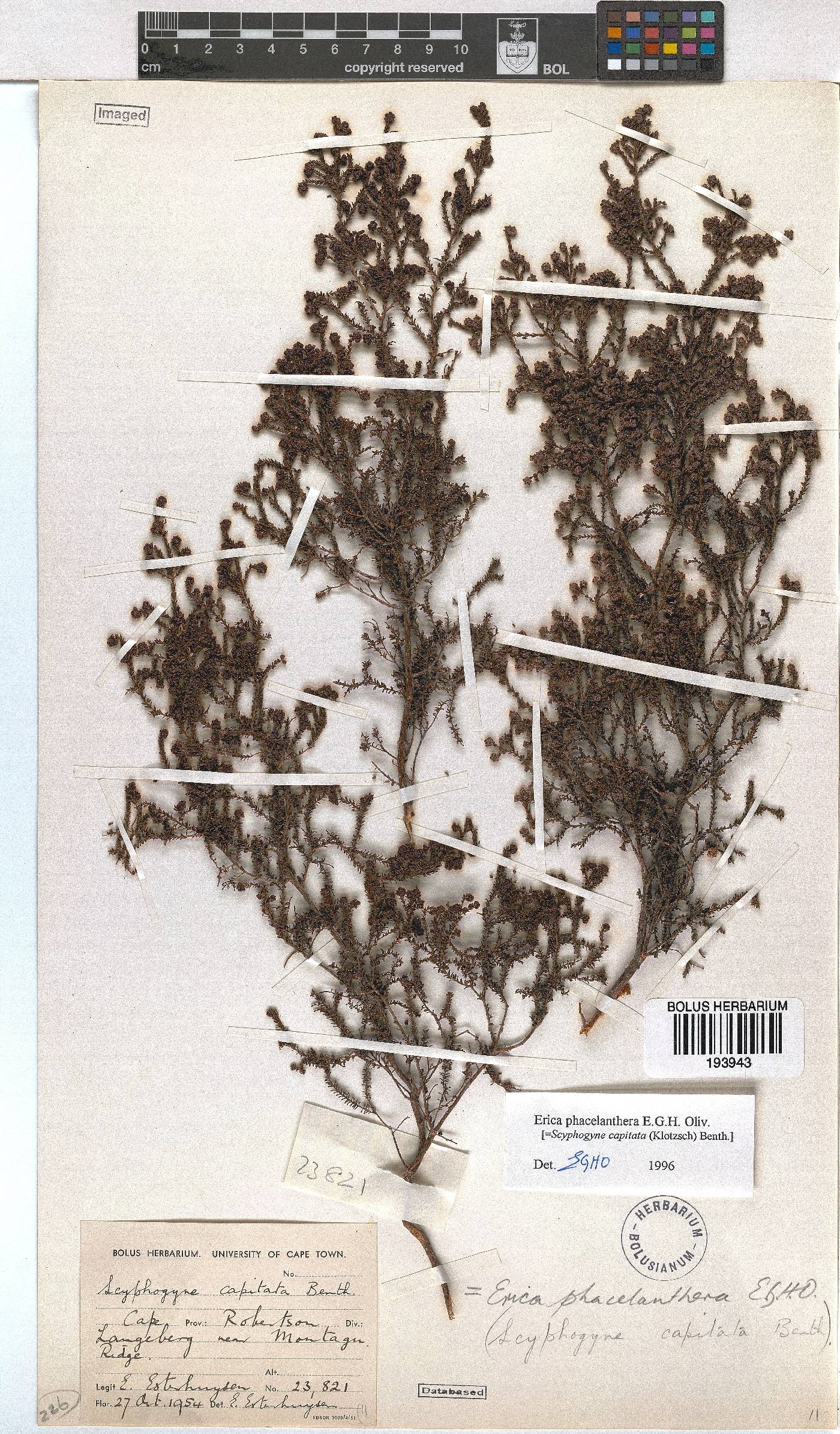 Erica phacelanthera image