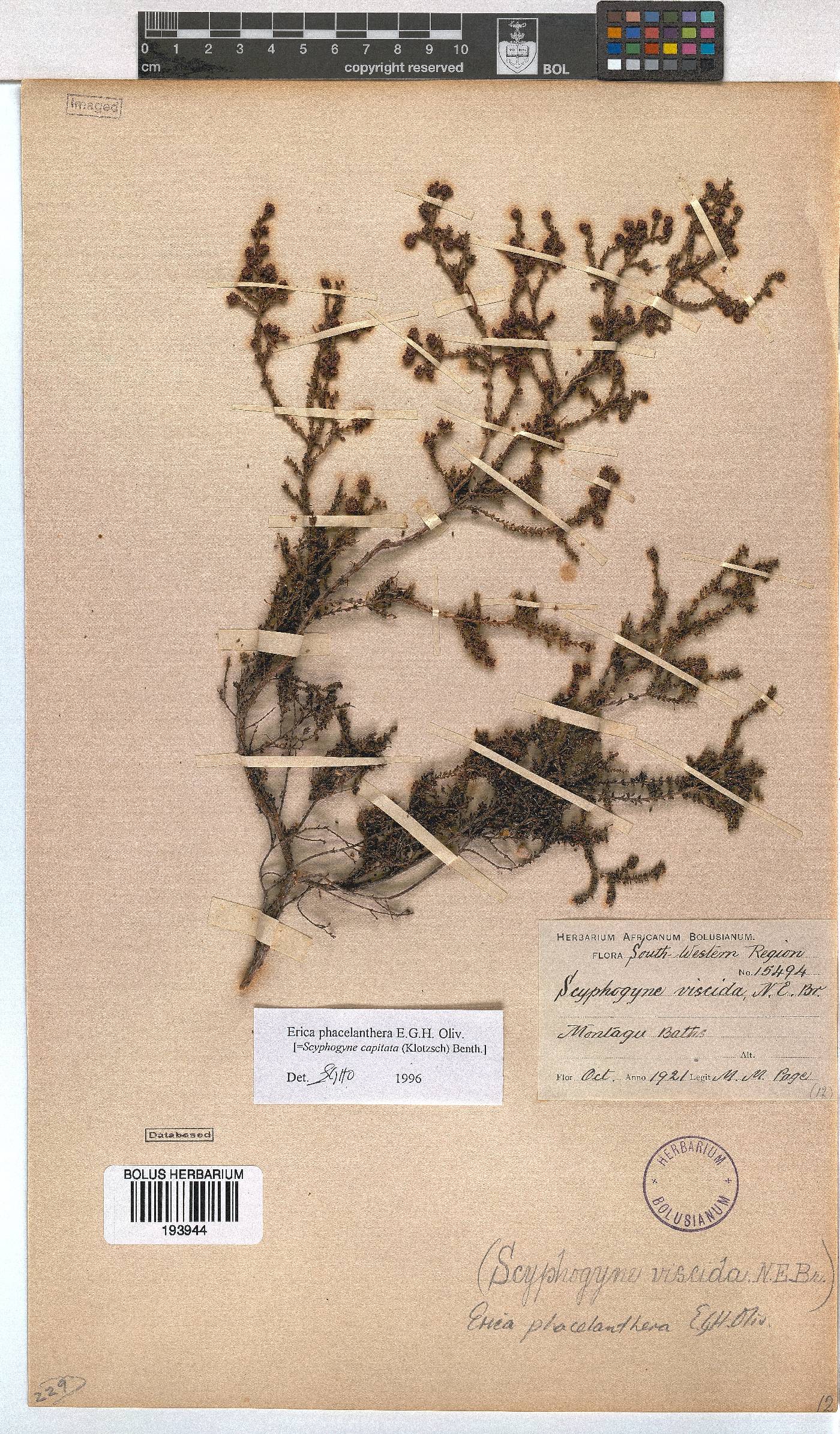 Erica phacelanthera image